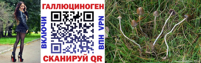 Псилоцибиновые грибы Psilocybe  OMG вход  Куйбышев  купить наркоту 